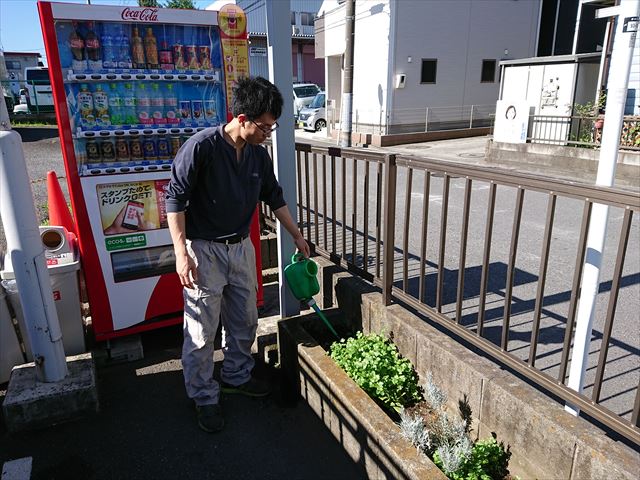 パクチー水やり1