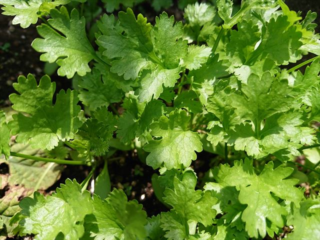 パクチー(アップ)